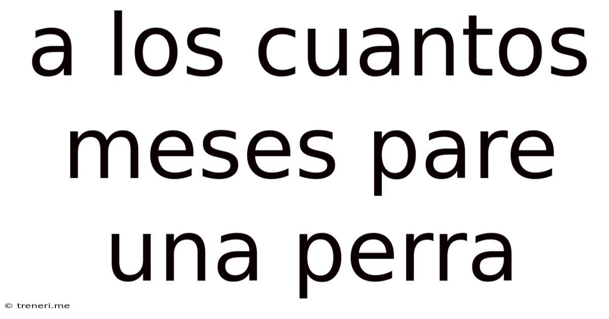 A Los Cuantos Meses Pare Una Perra