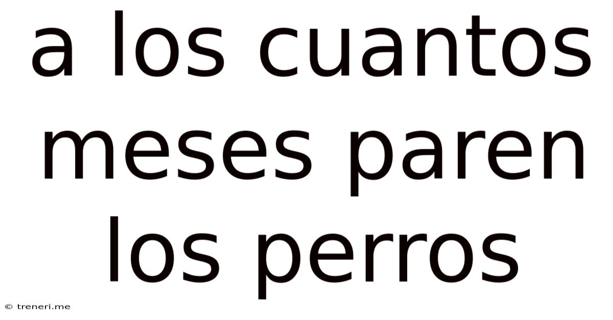 A Los Cuantos Meses Paren Los Perros