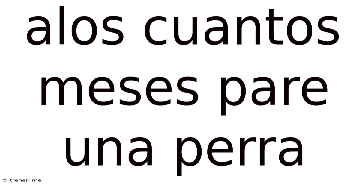 Alos Cuantos Meses Pare Una Perra