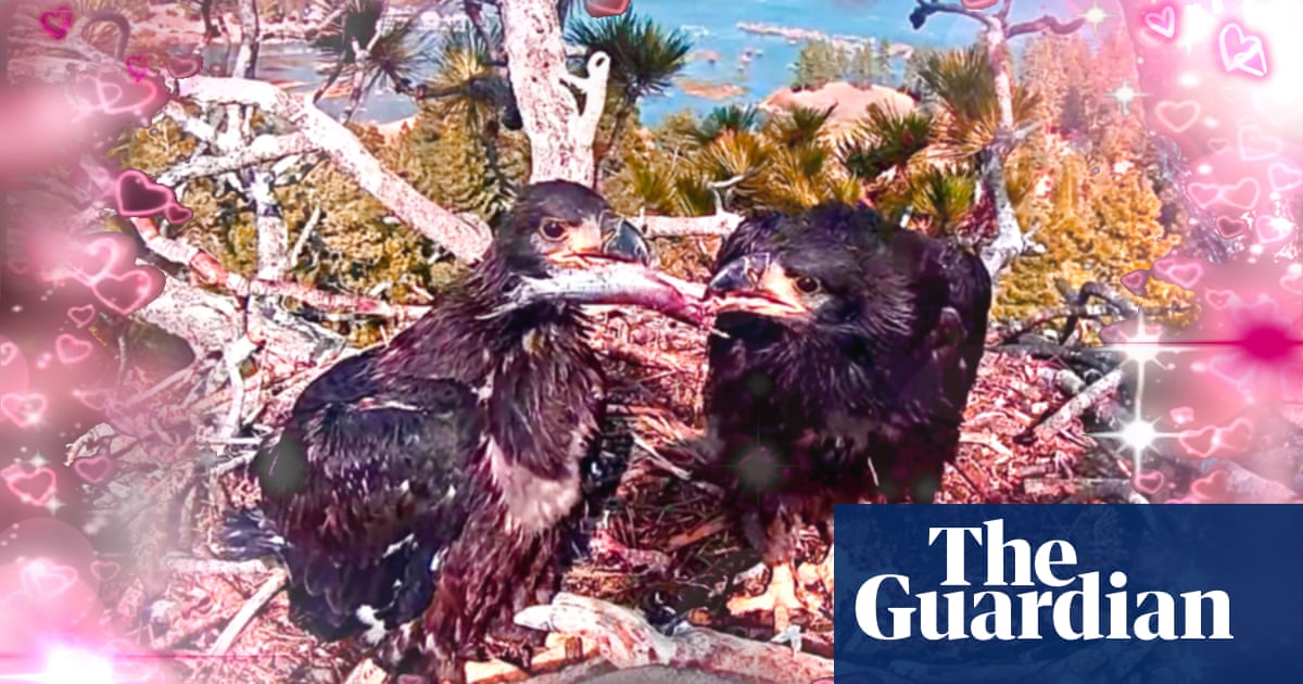 Baby Bald Eagle Live Stream: Find Your Calm
