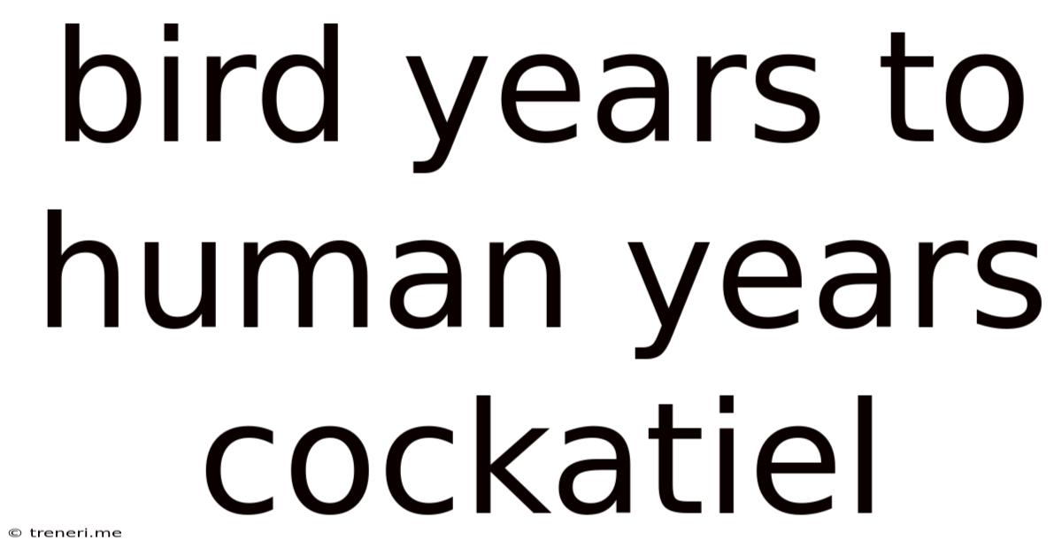 Bird Years To Human Years Cockatiel