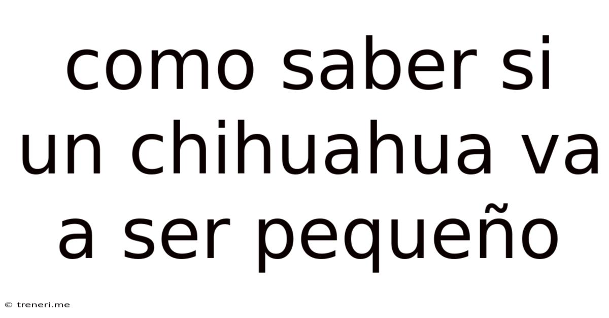 Como Saber Si Un Chihuahua Va A Ser Pequeño