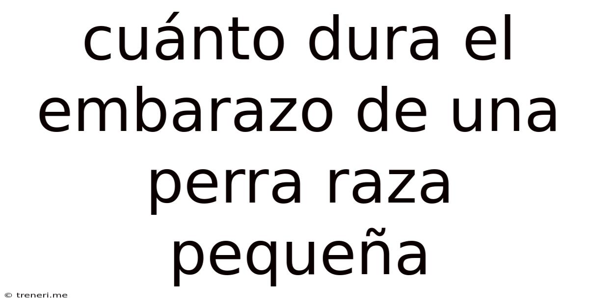 Cuánto Dura El Embarazo De Una Perra Raza Pequeña