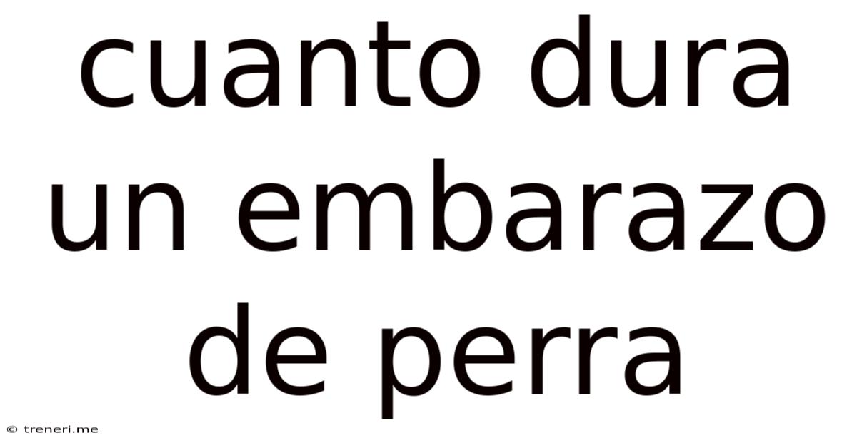 Cuanto Dura Un Embarazo De Perra