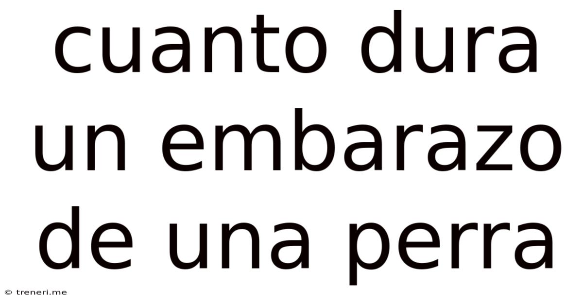Cuanto Dura Un Embarazo De Una Perra