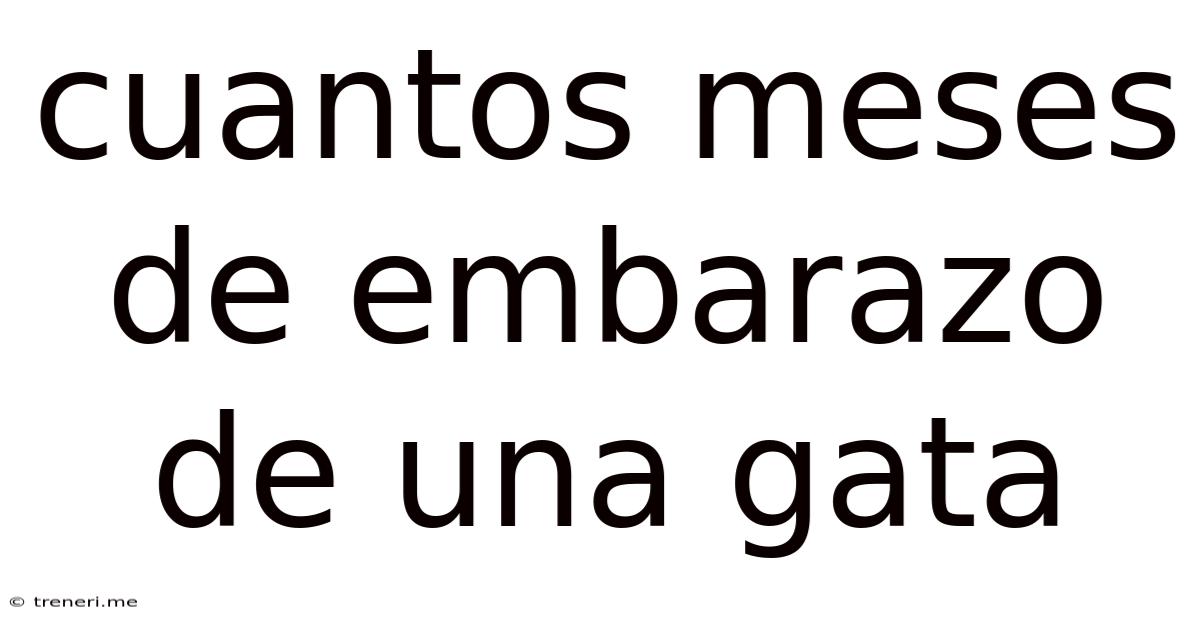 Cuantos Meses De Embarazo De Una Gata