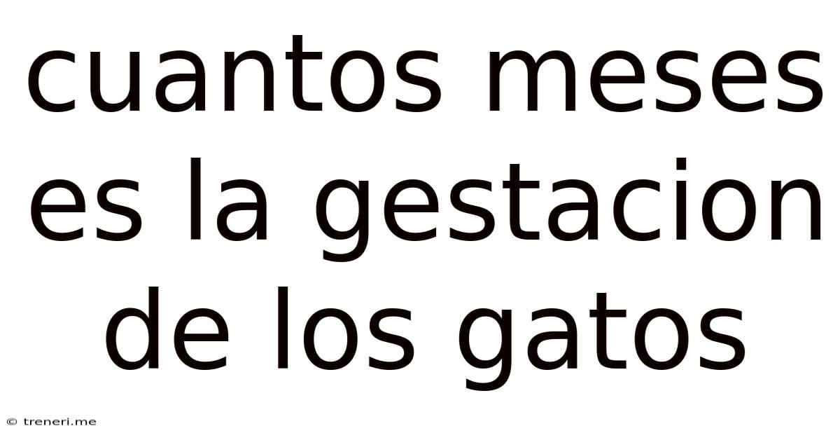 Cuantos Meses Es La Gestacion De Los Gatos