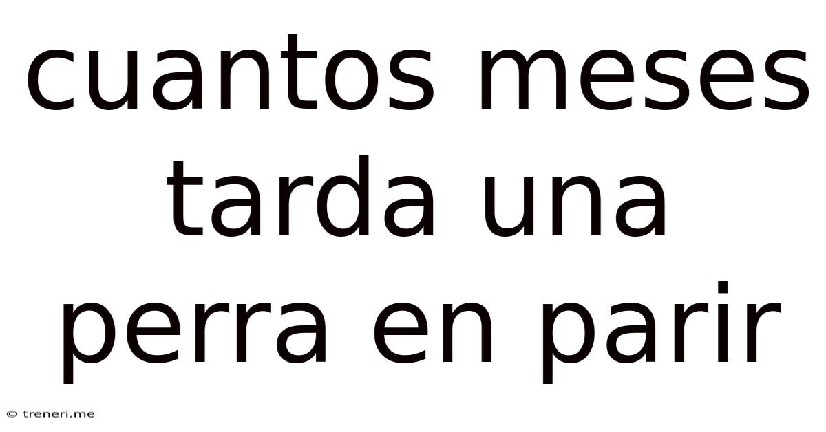 Cuantos Meses Tarda Una Perra En Parir