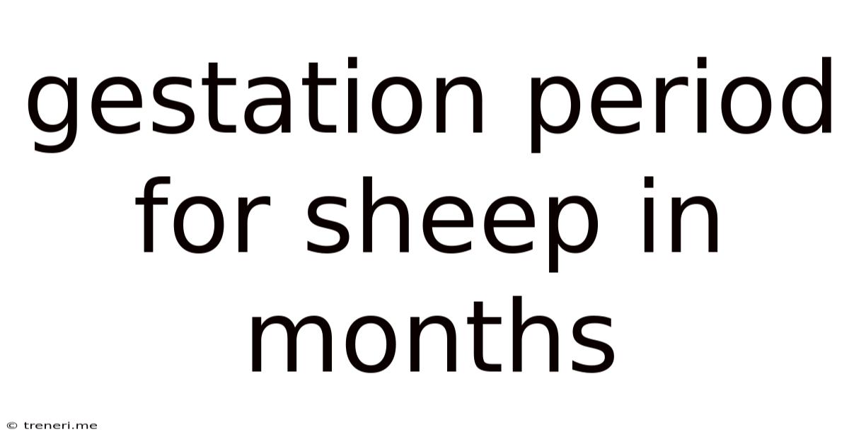 Gestation Period For Sheep In Months