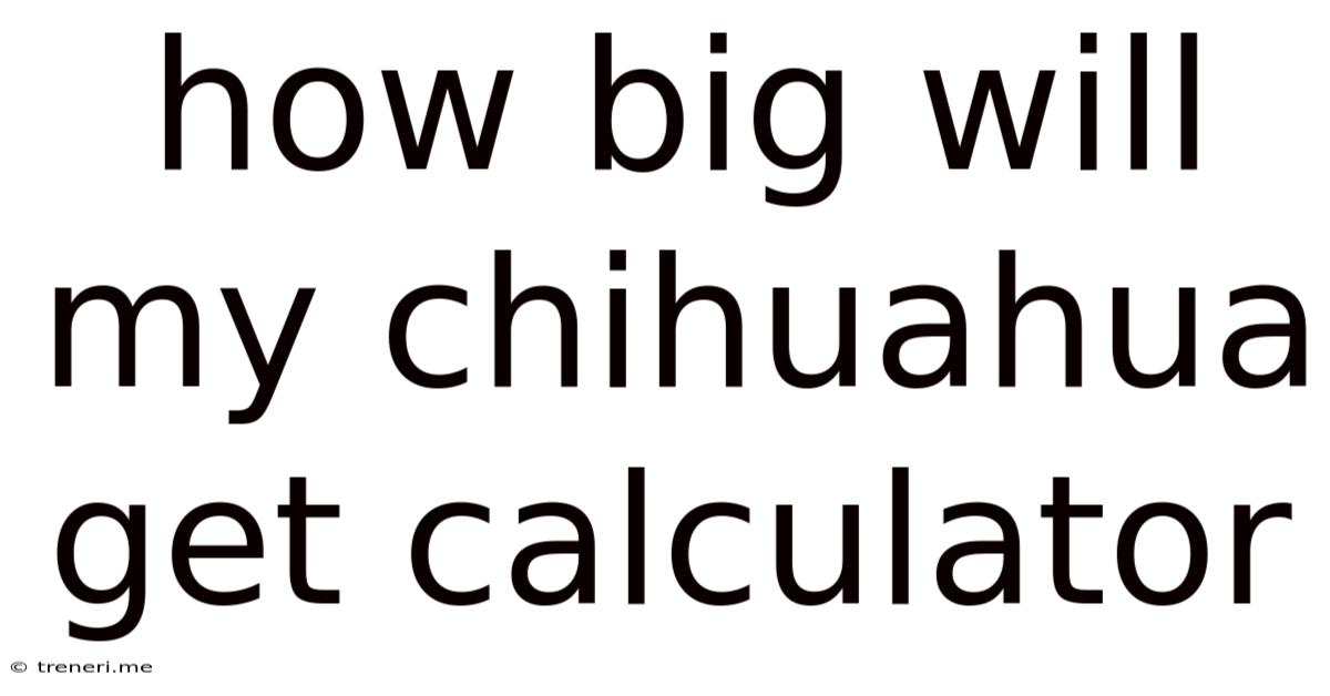 How Big Will My Chihuahua Get Calculator