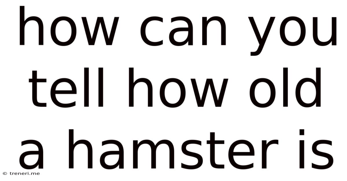 How Can You Tell How Old A Hamster Is