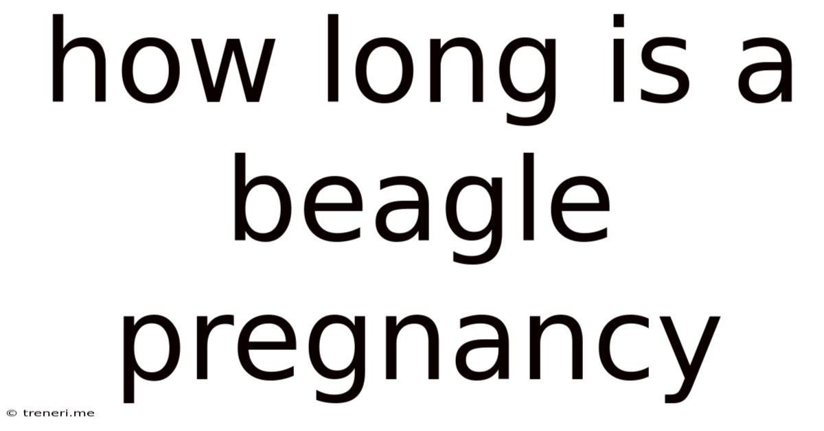 How Long Is A Beagle Pregnancy