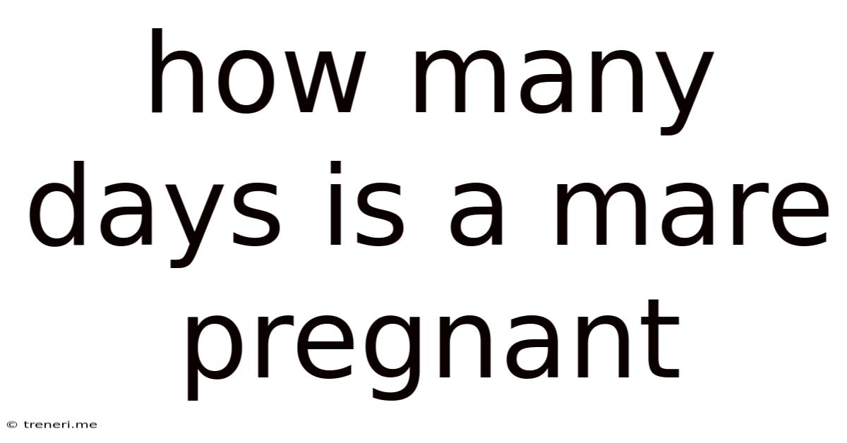 How Many Days Is A Mare Pregnant