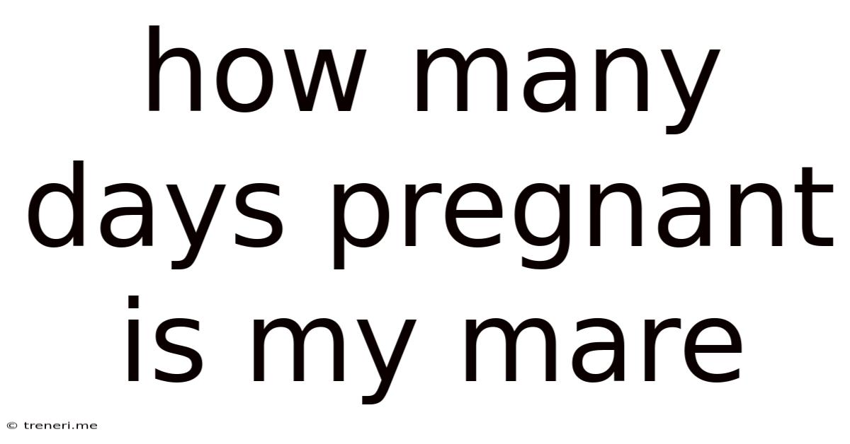 How Many Days Pregnant Is My Mare
