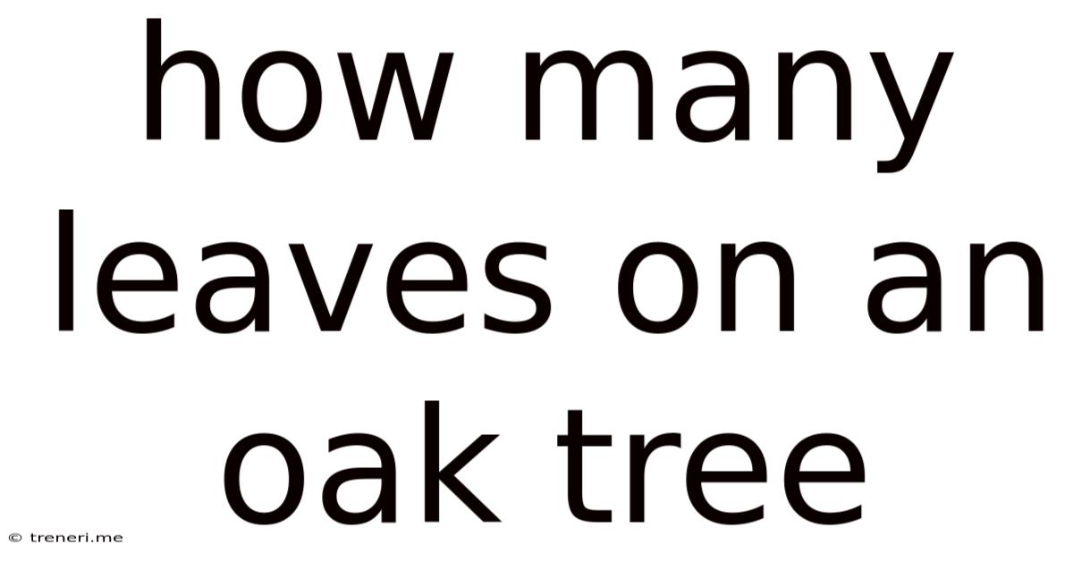 How Many Leaves On An Oak Tree