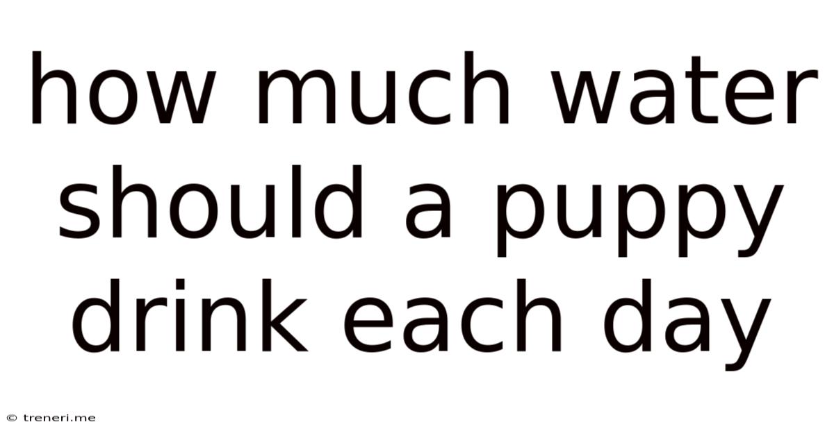 How Much Water Should A Puppy Drink Each Day