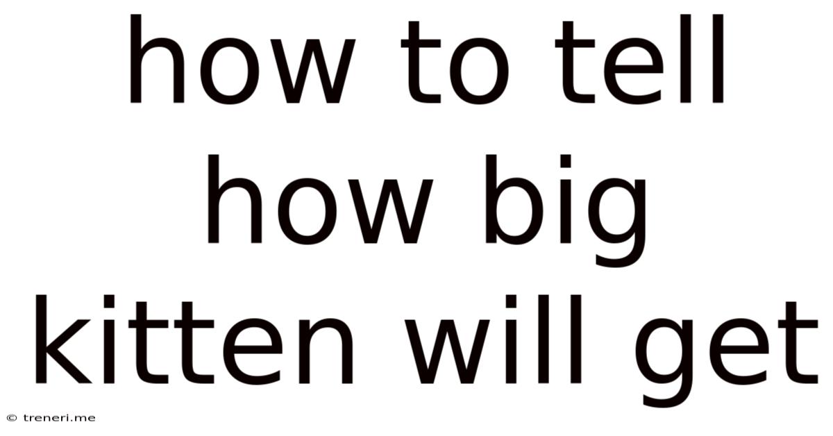 How To Tell How Big Kitten Will Get
