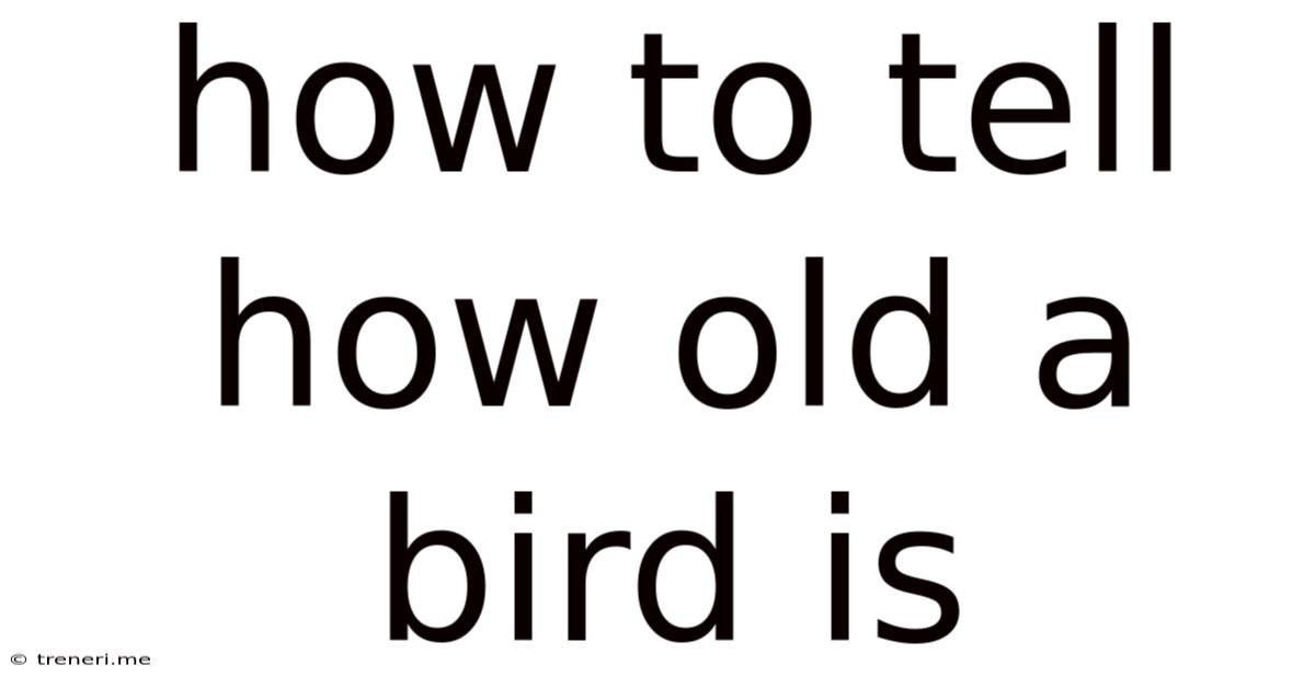 How To Tell How Old A Bird Is