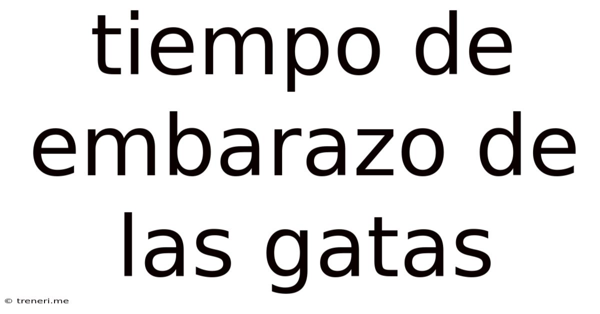 Tiempo De Embarazo De Las Gatas