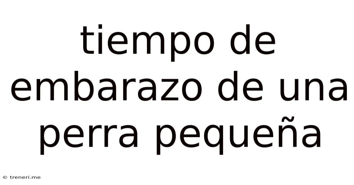 Tiempo De Embarazo De Una Perra Pequeña