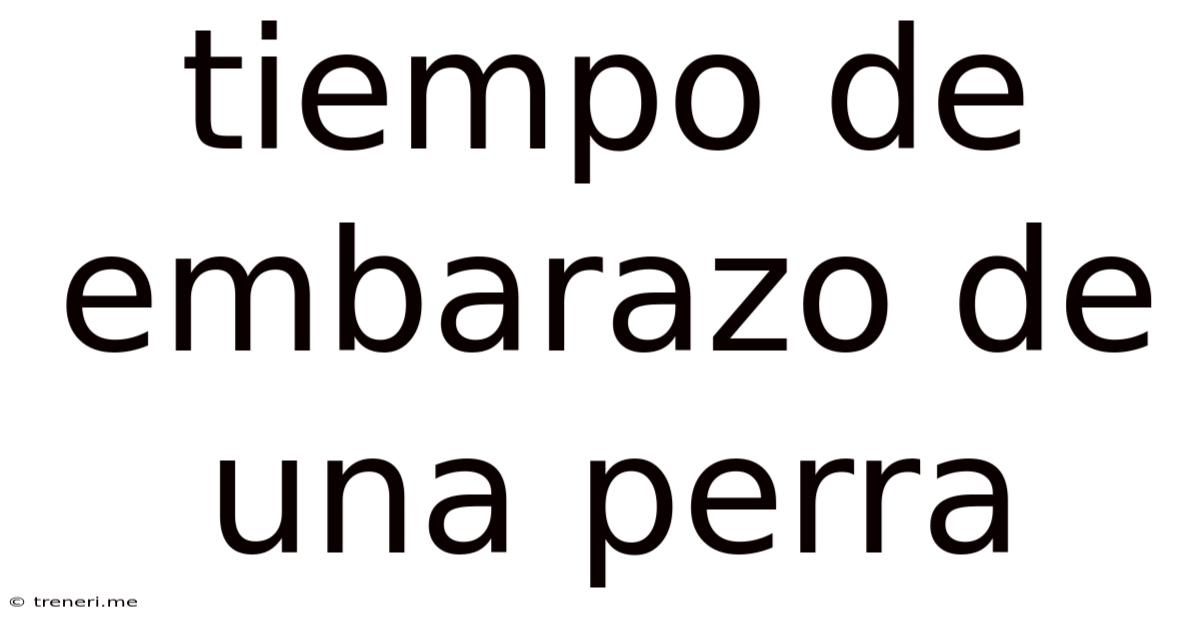 Tiempo De Embarazo De Una Perra
