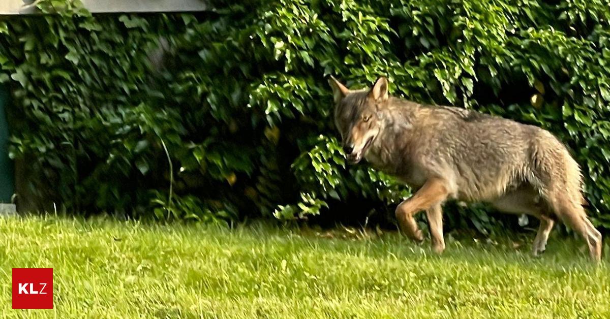 Wolf Sighting: Broad Daylight In Kärnten